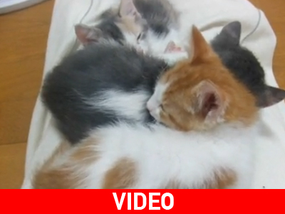 Πόσα γατάκια βλέπετε;